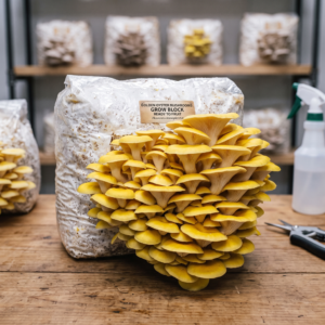 Golden Oyster Ready to Fruit Mushroom Block