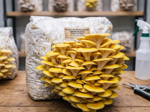Golden Oyster Ready to Fruit Mushroom Block