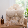 Lion’s Mane Ready to Fruit Mushroom Block