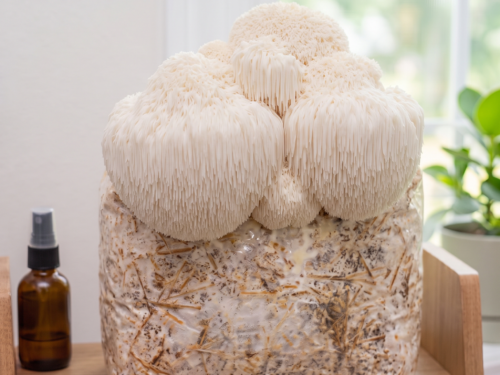 Hericium erinaceus Lion’s Mane Ready to Fruit Mushroom Block