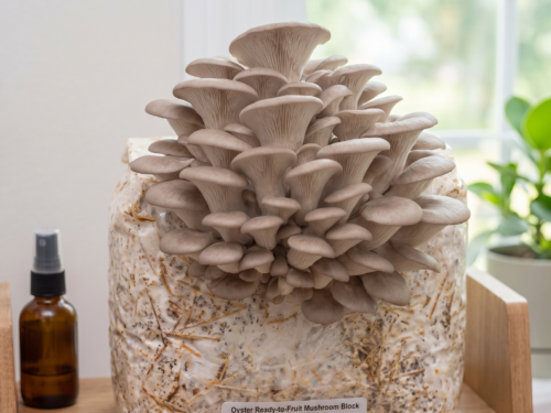 Oyster oyster ready to fruit mushroom block