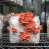 Premium Pink Oyster Ready-to-Fruit Mushroom Block