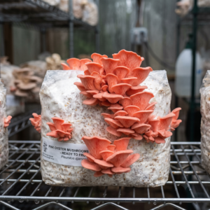 Premium Pink Oyster Ready-to-Fruit Mushroom Block