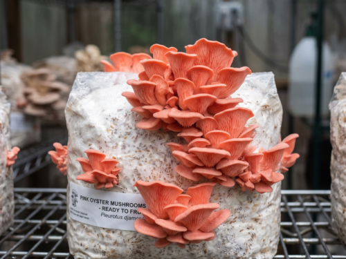 Premium Pink Oyster Ready-to-Fruit Mushroom Block