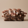 Shiitake Ready to Fruit Mushroom Block
