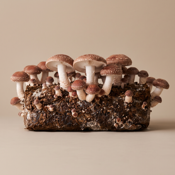 Shiitake Ready to Fruit Mushroom Block